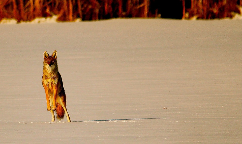 coyote-586839_960_720.jpg