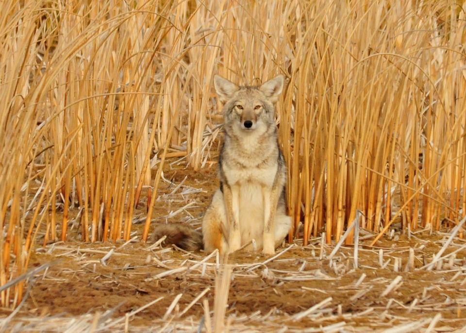 coyote-936708_960_720.jpg